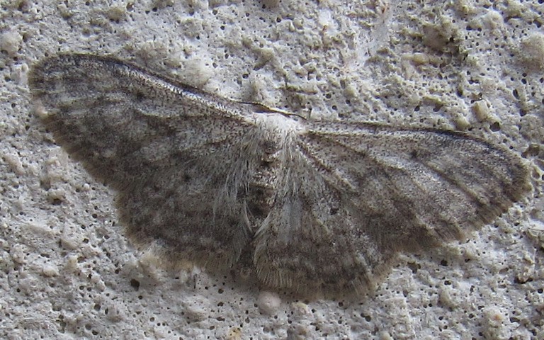 Papillons -L'acidalie picotée - Scopula marginepunctata