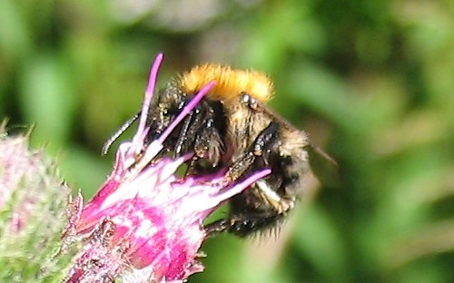 Hyménoptères - Apidés - Bourdons ou abeilles