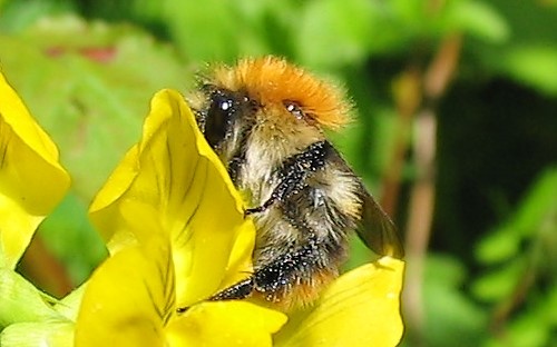 Hyménoptères - Apidés - Bourdons ou abeilles