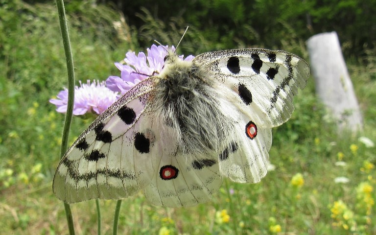 Papillons - Apollon - Parnassius apollo - Male