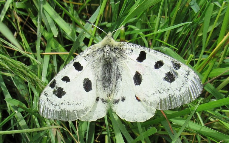 Papillons - Apollon - Parnassius apollo - Mâle