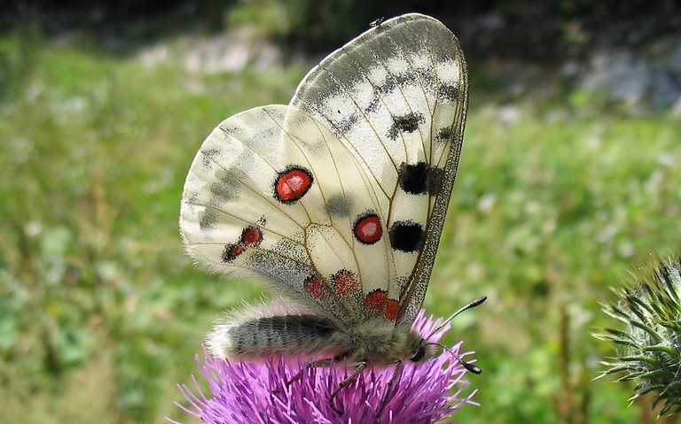 Papillons - Apollon - Parnassius apollo