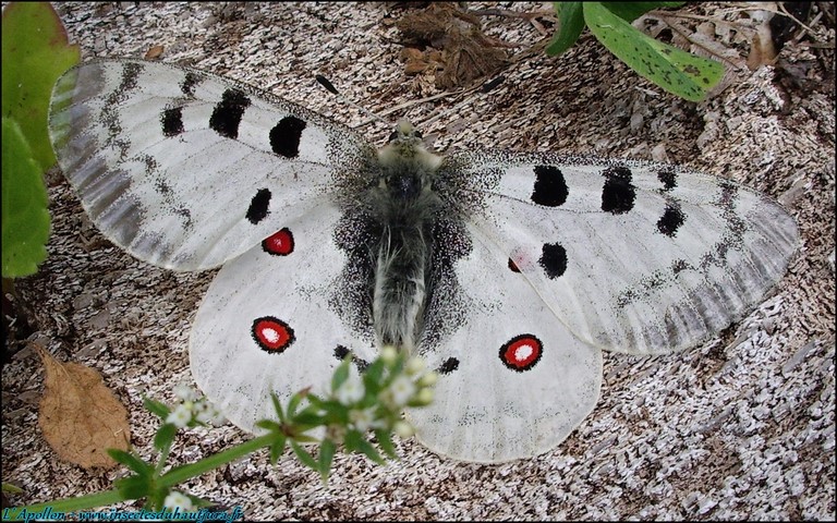 Papillons - Apollon - Parnassius apollo - Mâle