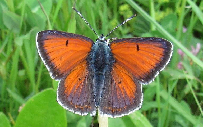 Papillons - Cuivré écarlate - Lycaena hippothoe - mâle