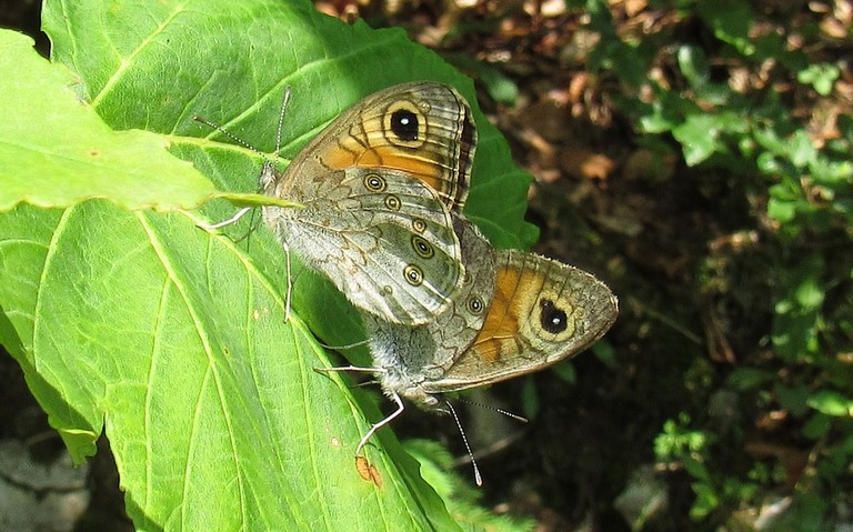 Papillons - Lasiommata maera - Couple