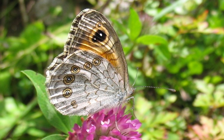 Papillons - Lasiommata maera - Ariane