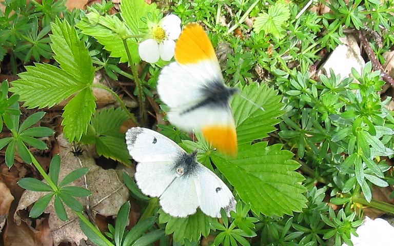papillons - Aurore - Anthocharis cardamines