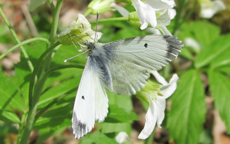 papillons - Aurore - Anthocharis cardamines - Femelle