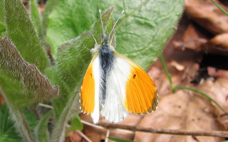 papillons - Aurore - Anthocharis cardamines - male