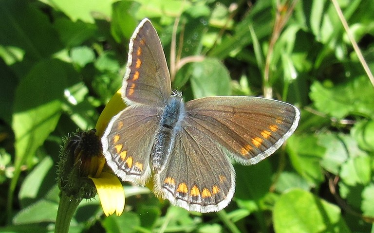 Papillons - Azuré commun - Polyommatus icarus - femelle