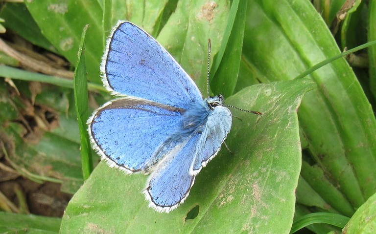 Papillons - Azuré commun - Polyommatus icarus - mâle
