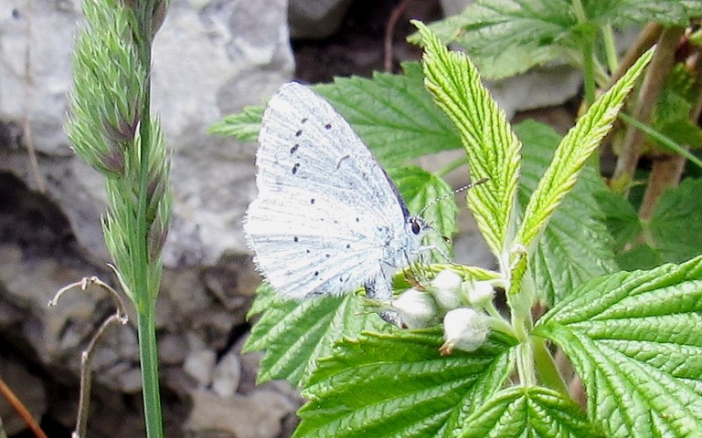 Papillons - Azuré de la faucille - Cupido alcetas