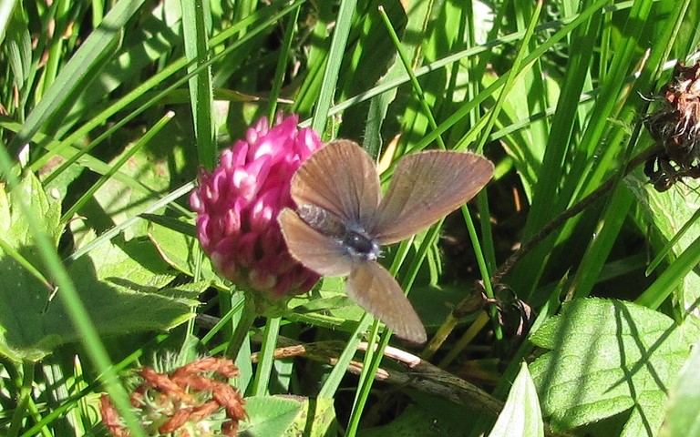 Papillons - L'azuré des mouillères - Phengaris alcon