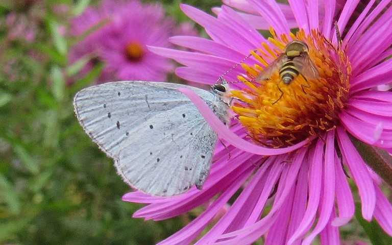 Papillons - Azuré des nerpruns - Celastrina argiolus