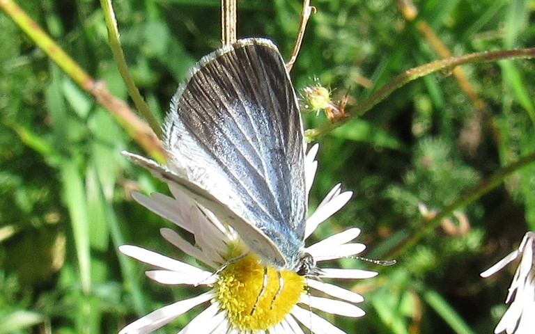 Papillons - Azuré des nerpruns - Celastrina argiolus