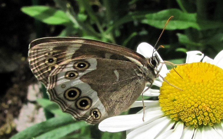 Papillons - Bacchante ou  Déjanire - Lopinga achine 