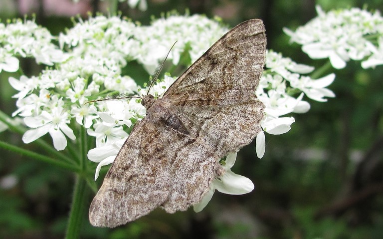 Papillons - Boarmie rhomboidale - Peribatodes rhomboidaria - Mâle