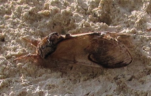 Papillons - Le bois veiné - Notodonta ziczac - Mâle