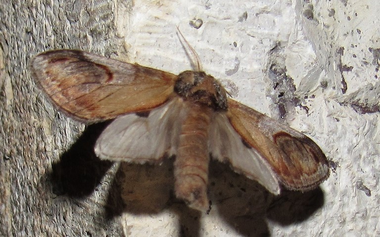 Papillons - Le bois veiné - Notodonta ziczac - Mâle