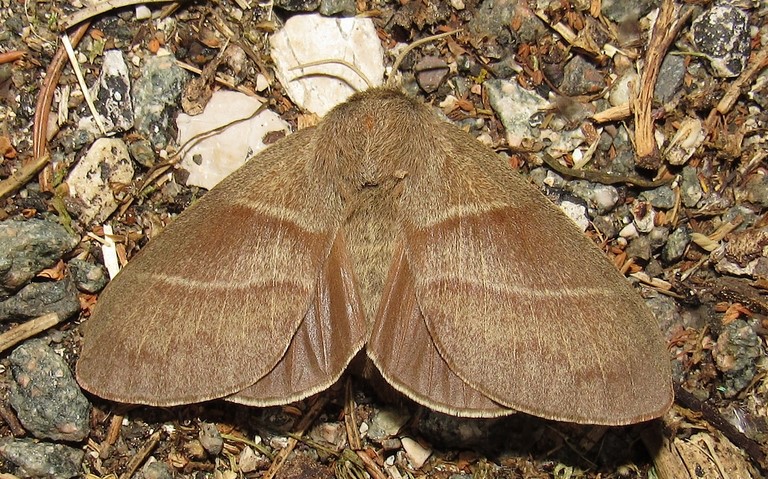 Papillon - Bombyx de la ronce - Macrothylacia rubi - Femelle