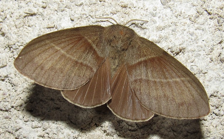 Papillon - Le bombyx de la ronce - Macrothylacia rubi - Femelle