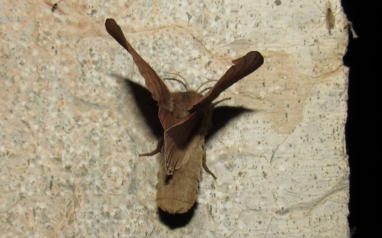 Papillon - Bombyx de la ronce - Macrothylacia rubi - Femelle