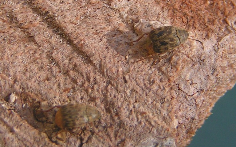 La bruche du haricot - Acanthoscelides obtectus