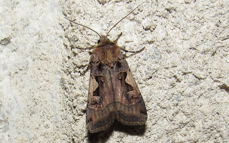 Papillons - Le C noir - Xestia c-nigrum