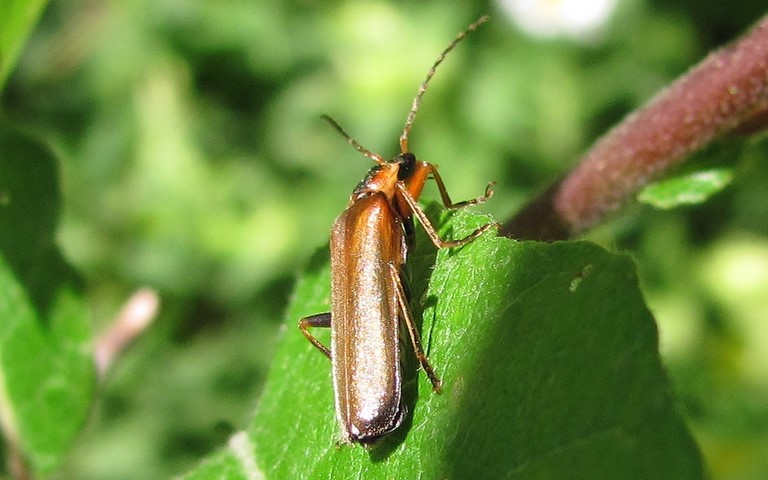 Coleopteres - cantharis sp.