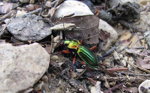 Carabe a reflets cuivres - Carabus auronitens
