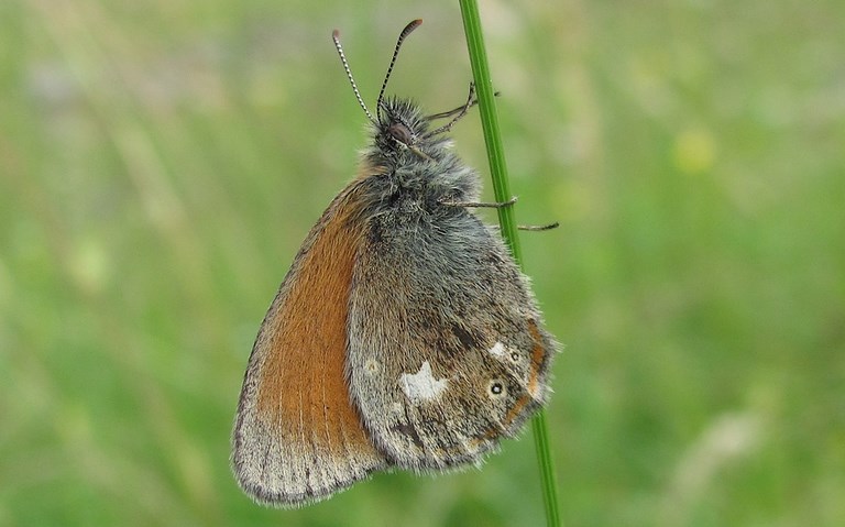 Papillons - L'iphis - Coenonympha glycerion
