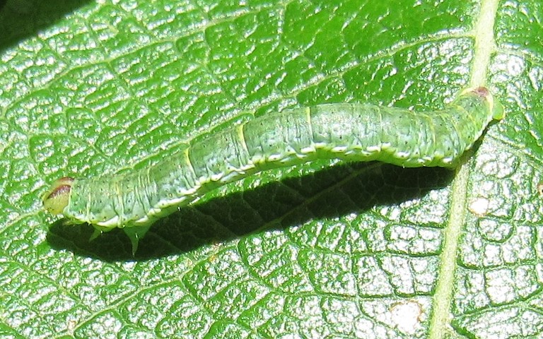Chenille - Marginée - Lomaspilis Marginata