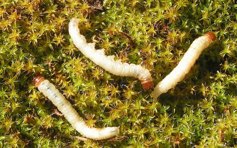 Chenille -Louvette - Korscheltellus lupulinus