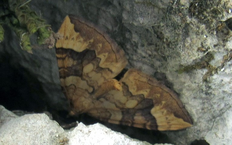 Papillons - Cidarie du peuplier - Eulithis populata