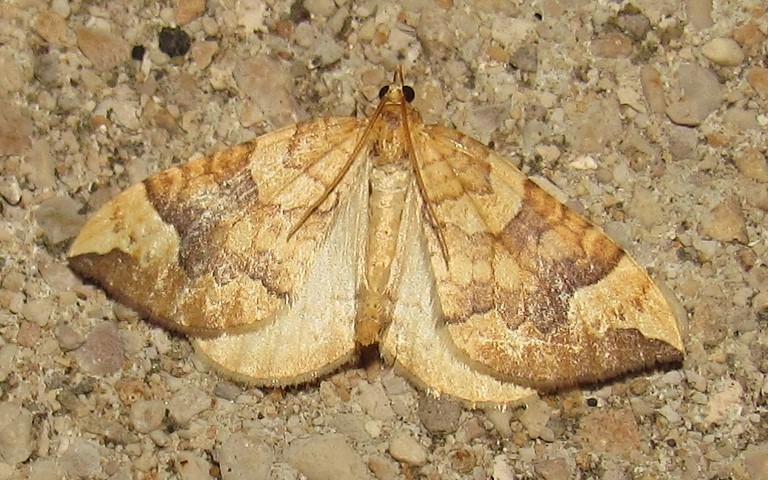 Papillons - La cidarie du peuplier - Eulithis populata
