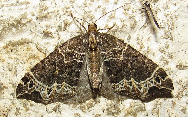Papillons - La cidarie ochracée - Ecliptopera silaceata