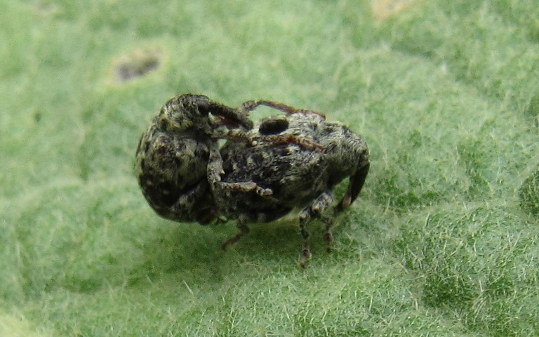  Coléoptères - Curculionidés - Cionus olivieri