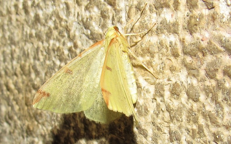 Papillons -Citronnelle rouillée - Opisthograptis luteolata