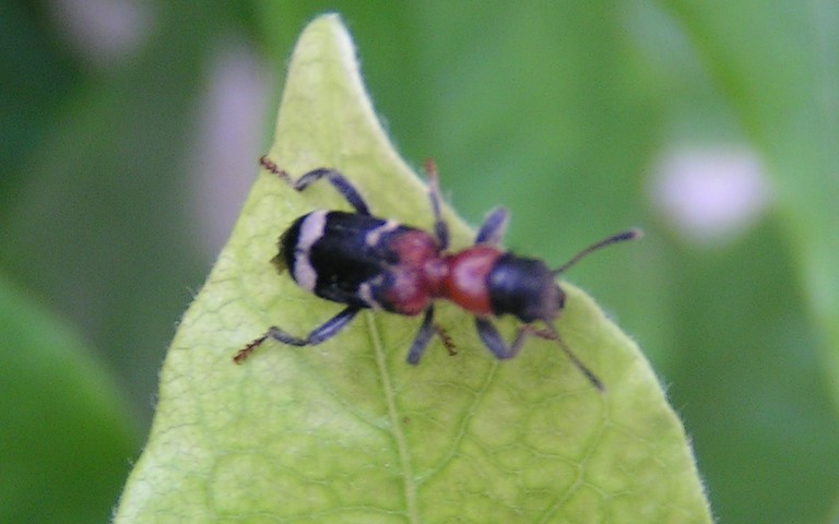 Clairon des fourmis - Thanasimus formicarius