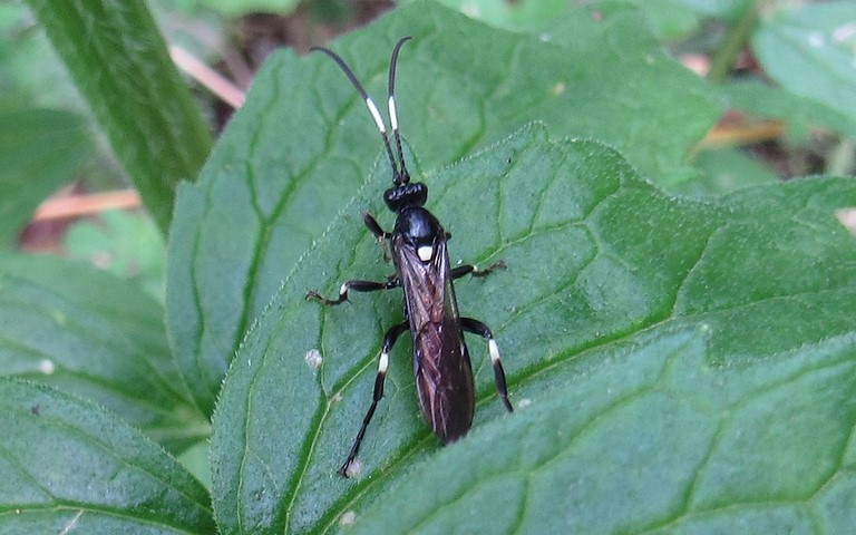 Hyménoptères - Ischneumonidés - Coelichneumon desinatorius