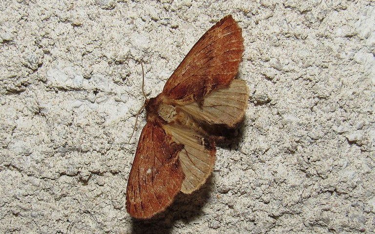 Papillons - La crête de coq - Ptilodon capucina