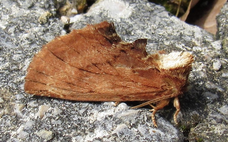 Papillons - La crête de coq - Ptilodon capucina - Mâle