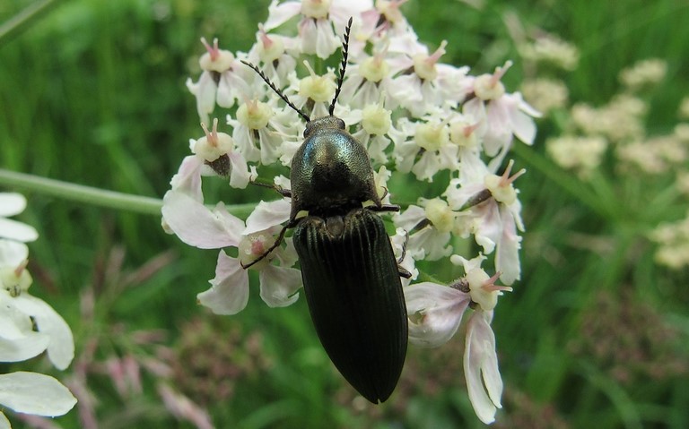 Coléoptères - Elateroides - Ctenicera Cuprea