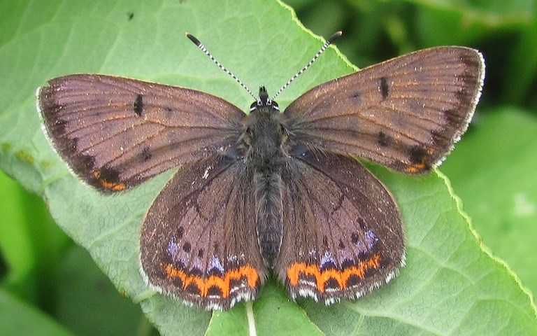 Papillons - Cuivré fuligineux - Cuivre fuligineux - Lycaena tityrus - Mâle
