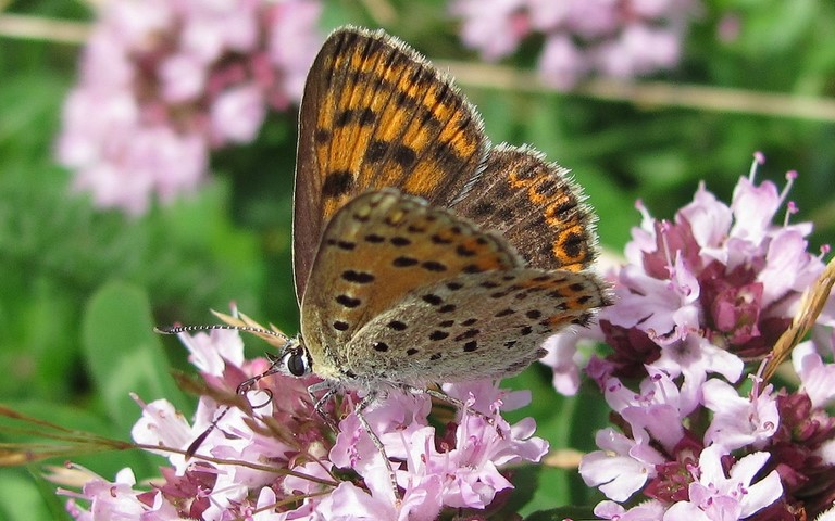 Papillons - Cuivré fuligineux - Cuivre fuligineux - Lycaena tityrus - Femelle