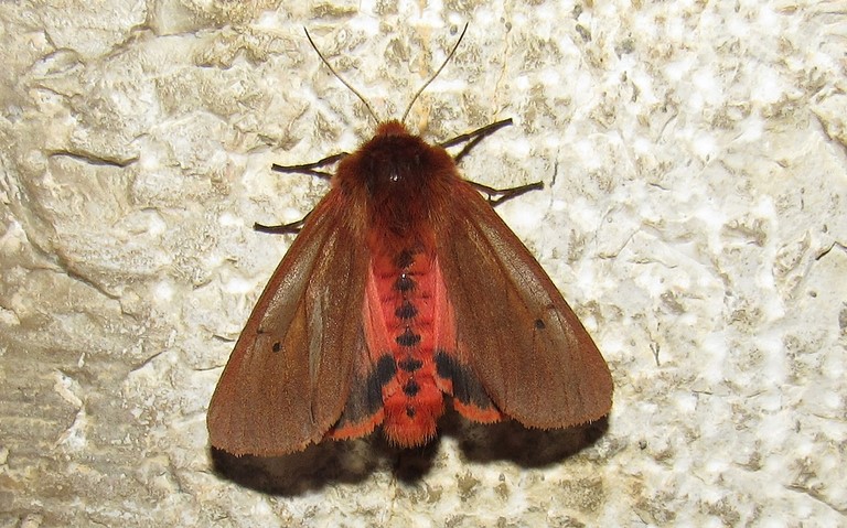 Papillons - L'écaille cramoisie -  Phragmatobia fuliginosa