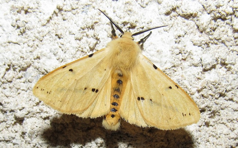 Papillons - L'écaille lièvre - Spilarctia lutea