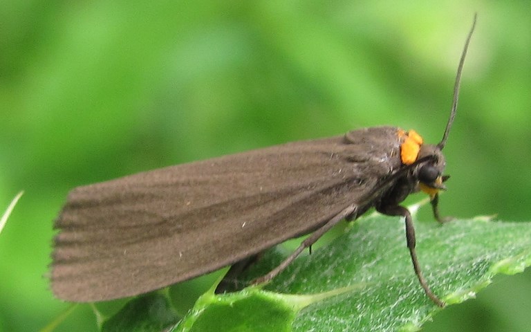 Papillons - Ecaille veuve - Atolmis rubricollis - Femelle