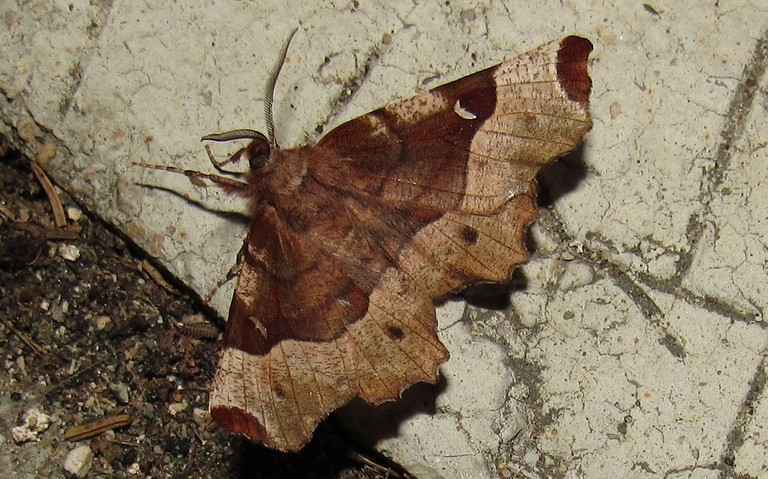 Papillons - Ennomos illustre - Selenia tetralunaria - Mâle
