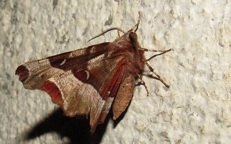 Papillons - Ennomos illustre - Selenia tetralunaria - Male